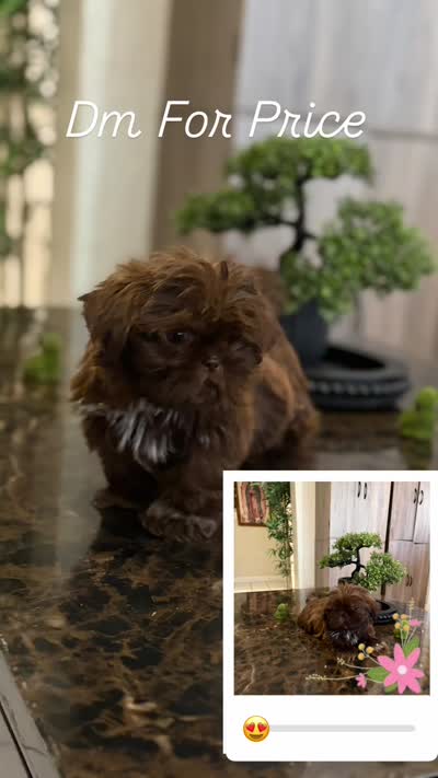 Shihtzu AKC, a female Shih Tzu for sale in Long Beach, CA – 4 of 4