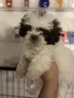 Shihtzu AKC, a male Shih Tzu for sale in Long Beach, CA – 2 of 3