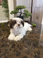 Shihtzu AKC, a male Shih Tzu for sale in Long Beach, CA – 1 of 3