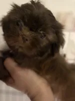 Shihtzu AKC, a female Shih Tzu for sale in Long Beach, CA – 2 of 3