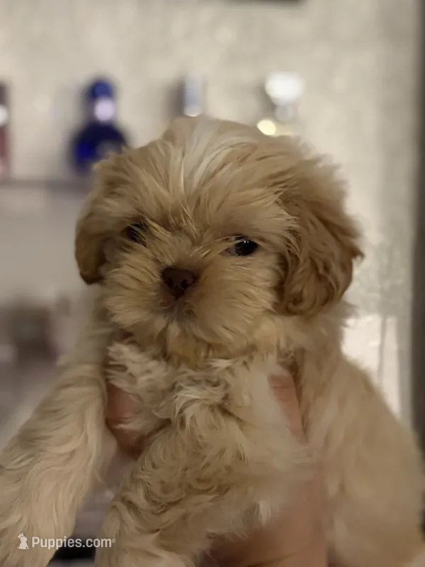 Shihtzu AKC – Shih Tzu puppy for sale in Long Beach, CA