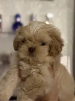 Shihtzu AKC, a male Shih Tzu for sale in Long Beach, CA – 1 of 3