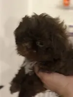 Shihtzu AKC, a female Shih Tzu for sale in Long Beach, CA – 3 of 3