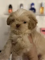 Shihtzu AKC, a male Shih Tzu for sale in Long Beach, CA – 2 of 3