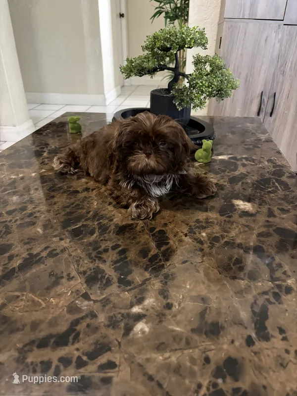 Shihtzu AKC – Shih Tzu puppy for sale in Long Beach, CA