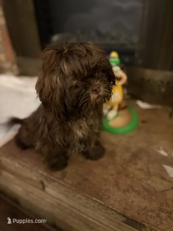 Shihtzu AKC – Shih Tzu puppy for sale in Long Beach, CA
