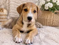 LouLou, a female Siberian Husky and American Pit Bull Terrier for sale in Dothan, AL – 3 of 4