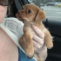 Bambi, a male Chihuahua and Poodle - Toy  for sale in Dothan, AL – 2 of 4