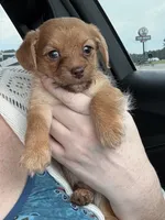 Bambi, a male Chihuahua and Poodle - Toy  for sale in Dothan, AL – 1 of 4