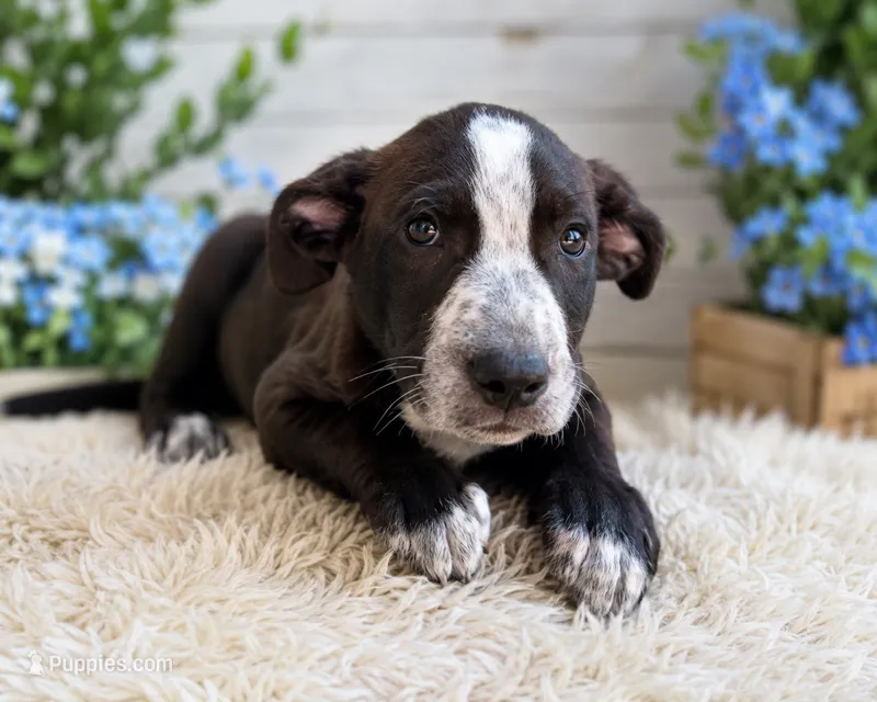 Domino – Siberian Husky, American Pit Bull Terrier puppy for sale in Dothan, AL