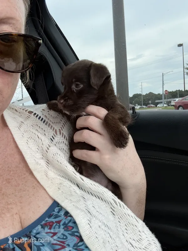 Moose – Chihuahua, Poodle - Toy  puppy for sale in Dothan, AL