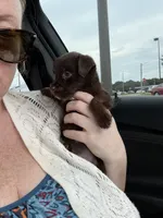 Moose, a male Chihuahua and Poodle - Toy  for sale in Dothan, AL – 1 of 4