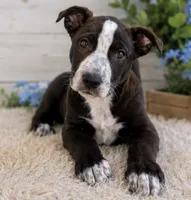 Domino, a female Siberian Husky and American Pit Bull Terrier for sale in Dothan, AL – 3 of 4