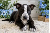 Domino, a female Siberian Husky and American Pit Bull Terrier for sale in Dothan, AL – 4 of 4