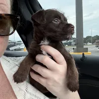 Moose, a male Chihuahua and Poodle - Toy  for sale in Dothan, AL – 3 of 4