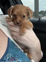 Bambi, a male Chihuahua and Poodle - Toy  for sale in Dothan, AL – 4 of 4