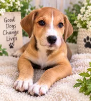 LouLou, a female Siberian Husky and American Pit Bull Terrier for sale in Dothan, AL – 1 of 1