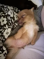 Bambi, a male Chihuahua and Poodle - Toy  for sale in Dothan, AL – 3 of 4