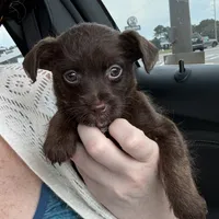 Moose, a male Chihuahua and Poodle - Toy  for sale in Dothan, AL – 4 of 4
