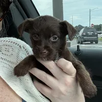 Moose, a male Chihuahua and Poodle - Toy  for sale in Dothan, AL – 2 of 4