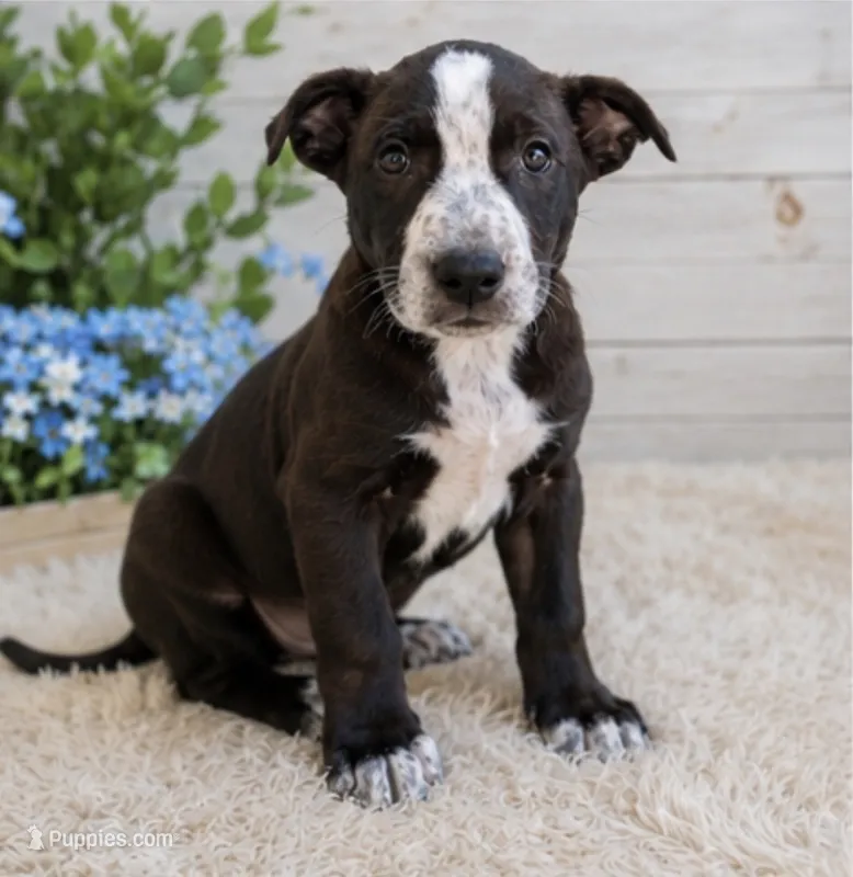 Domino – Siberian Husky, American Pit Bull Terrier puppy for sale in Dothan, AL