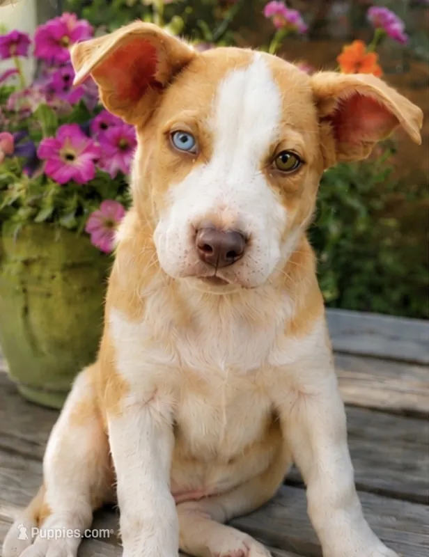 Freckles – Siberian Husky, American Pit Bull Terrier puppy for sale in Dothan, AL