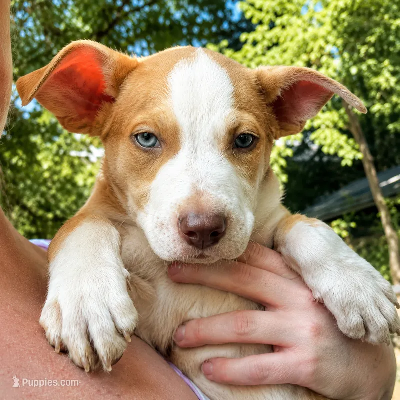 Freckles – Siberian Husky, American Pit Bull Terrier puppy for sale in Dothan, AL