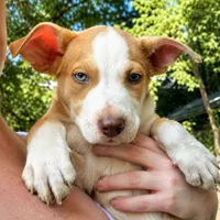 Freckles, a female Siberian Husky and American Pit Bull Terrier for sale in Dothan, AL – 1 of 1