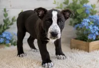 Domino, a female Siberian Husky and American Pit Bull Terrier for sale in Dothan, AL – 2 of 4