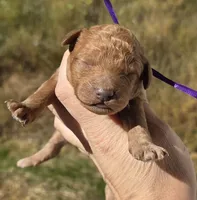 Purple id red, a male Poodle - Toy  for sale in Elizabethtown, KY – 1 of 2