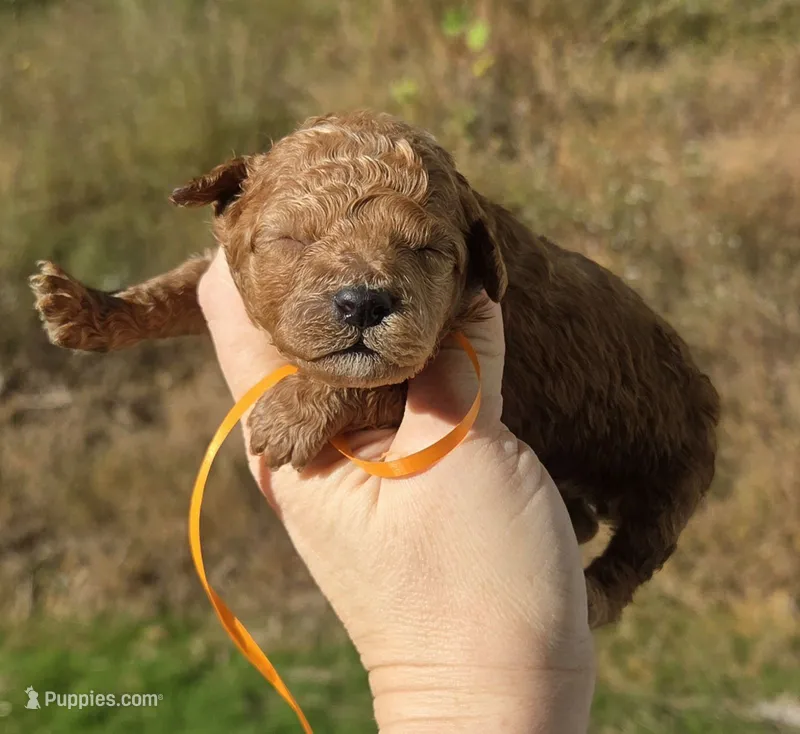 Orange ID Red – Poodle - Toy  puppy for sale in Elizabethtown, KY