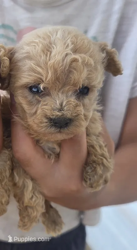 Apricot Male  – Poodle - Toy  puppy for sale in Elizabethtown, KY