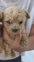 Apricot Male , a male Poodle - Toy  for sale in Elizabethtown, KY – 1 of 4