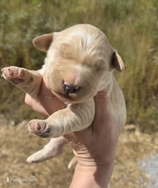 Light Golden Girl – Golden Retriever puppy for sale in Elizabethtown, KY