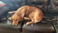 Miss Kitty, a female Golden Retriever for sale in Elizabethtown, KY – 1 of 2