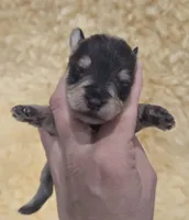 Salt  PEPPER MALE, a male Miniature Schnauzer for sale in Elizabethtown, KY – 4 of 4