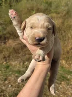 Light Golden Girl (genetic tested parents), a female Golden Retriever for sale in Elizabethtown, KY – 2 of 2