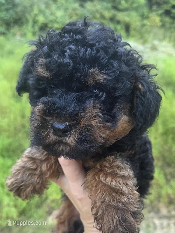 Phantom Toy  – Poodle - Toy  puppy for sale in Elizabethtown, KY