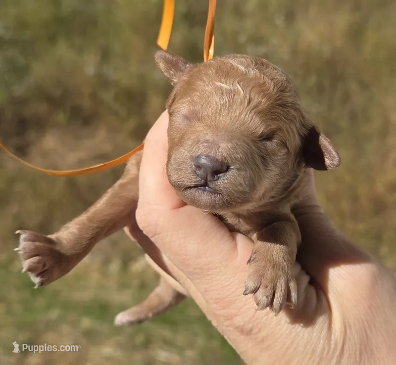 Orange ID Red – Poodle - Toy  puppy for sale in Elizabethtown, KY