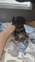 Phantom Toy , a male Poodle - Toy  for sale in Elizabethtown, KY – 9 of 10