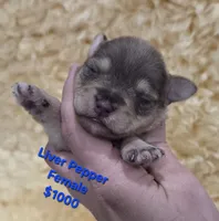 Liver Pepper Female, a female Miniature Schnauzer for sale in Elizabethtown, KY – 2 of 5