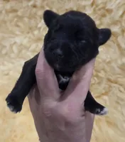 Dilute Black male, a male Miniature Schnauzer for sale in Elizabethtown, KY – 3 of 5