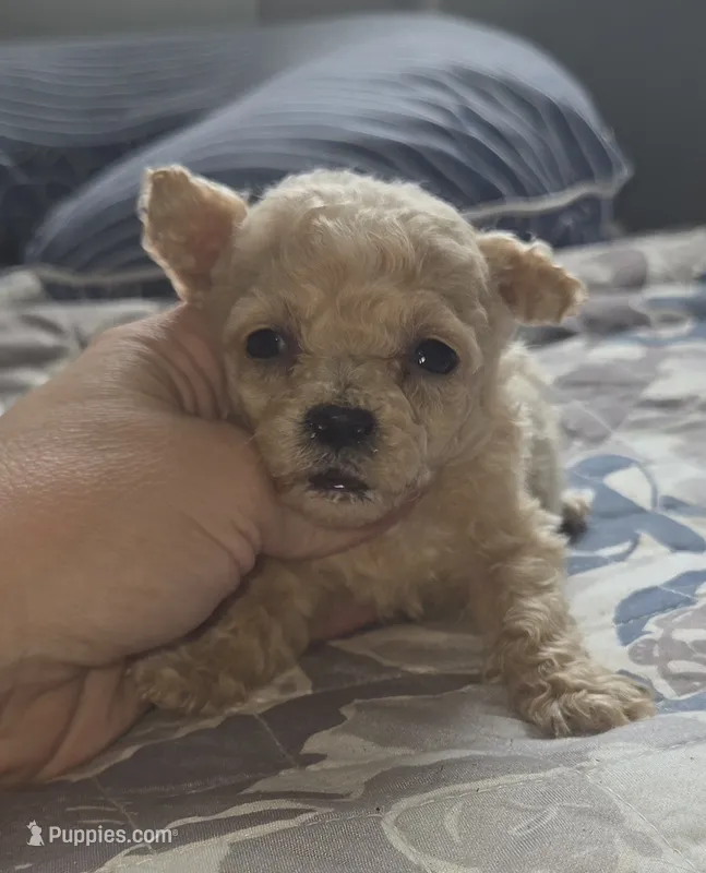 Cream Male  – Poodle - Toy  puppy for sale in Elizabethtown, KY