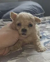 Cream Male , a male Poodle - Toy  for sale in Elizabethtown, KY – 1 of 2