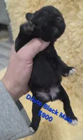 Dilute Black male, a male Miniature Schnauzer for sale in Elizabethtown, KY – 4 of 5