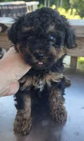 Phantom Toy , a male Poodle - Toy  for sale in Elizabethtown, KY – 2 of 10