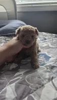 Apricot Toy, a female Poodle - Toy  for sale in Elizabethtown, KY – 2 of 2