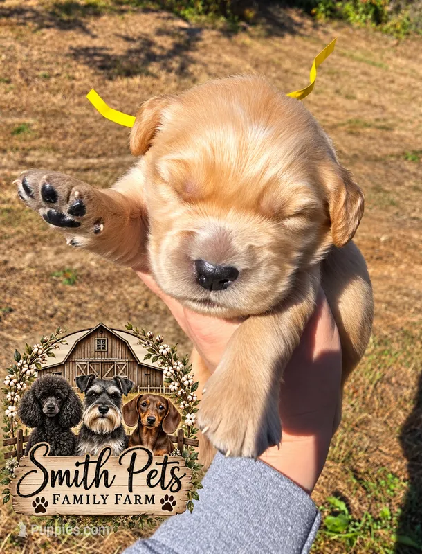 Yellow Id – Golden Retriever puppy for sale in Elizabethtown, KY