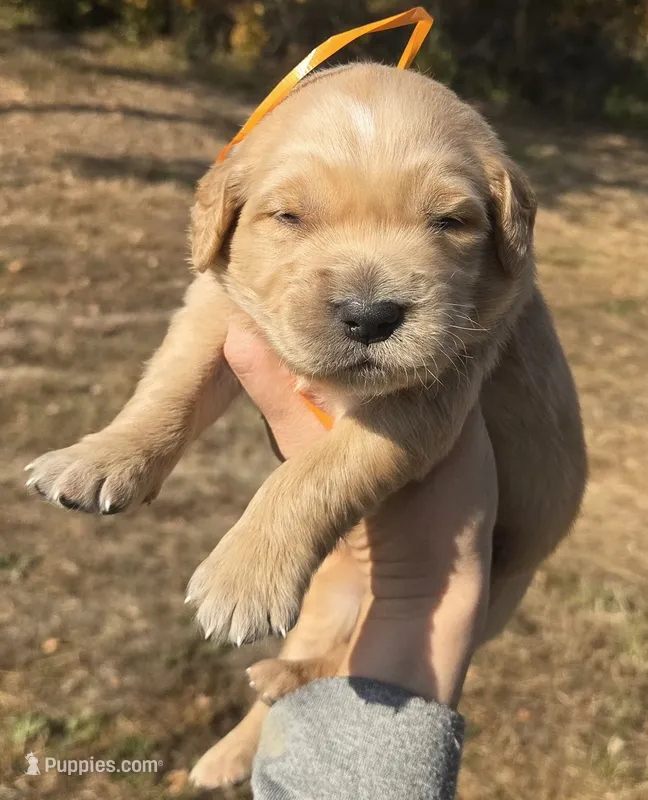 Orange Id – Golden Retriever puppy for sale in Elizabethtown, KY