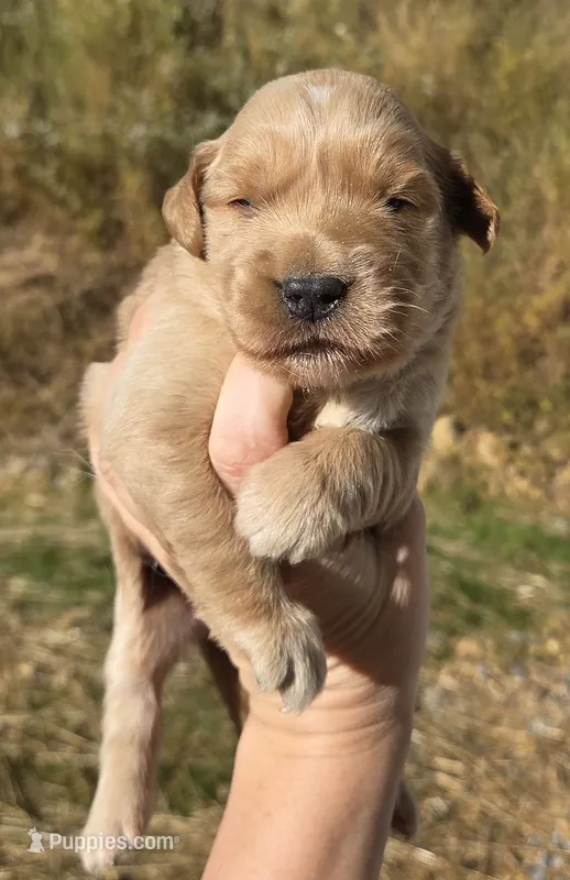 Golden girl – Golden Retriever puppy for sale in Elizabethtown, KY